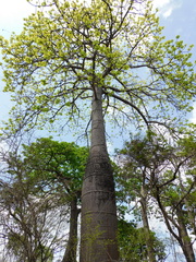 Cavanillesia platanifolia