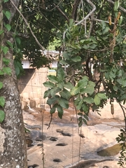 Kigelia africana