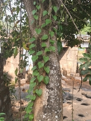 Kigelia africana
