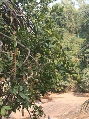 Kigelia africana