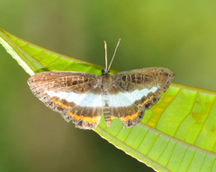 Nymphidium azanoides