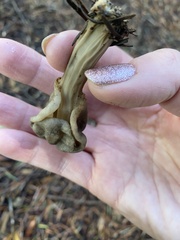 Helvella maculata