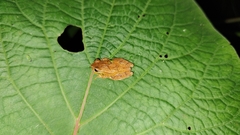 Dendropsophus microcephalus