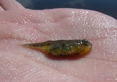 Knipowitschia panizzae