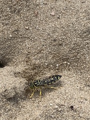 Stictia
