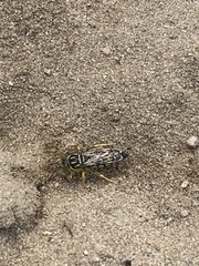 Stictia