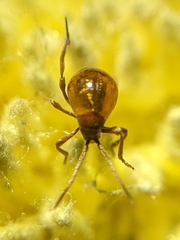 Gibbium aequinoctiale