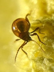 Gibbium aequinoctiale
