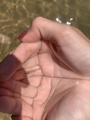 Crustacea