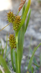 Carex flava