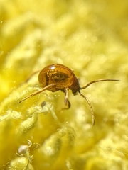 Gibbium aequinoctiale