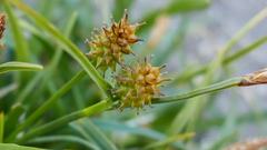 Carex flava