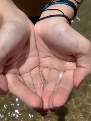 Crustacea