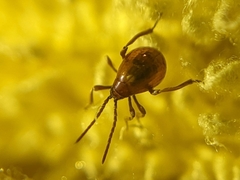 Gibbium aequinoctiale