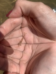 Crustacea