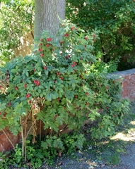 Rosa glabrifolia