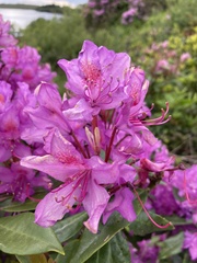 Rhododendron ponticum