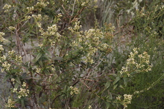 Baccharis racemosa