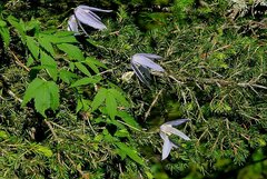 Clematis alpina