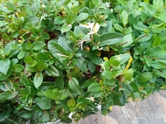 Lonicera japonica