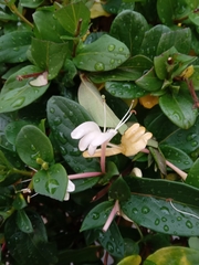 Lonicera japonica