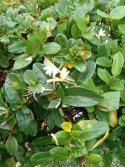 Lonicera japonica