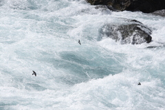 Tachycineta leucopyga