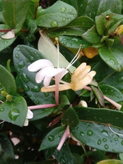 Lonicera japonica