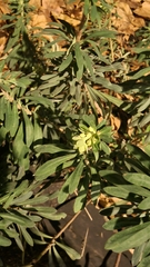 Euphorbia amygdaloides