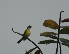 Myiozetetes granadensis