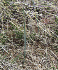 Calochortus macrocarpus