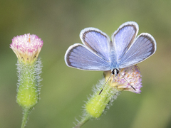 Hemiargus hanno