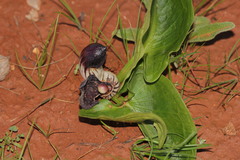 Arisarum simorrhinum