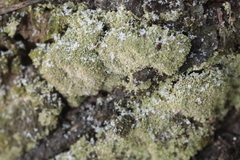 Melanelixia glabratula