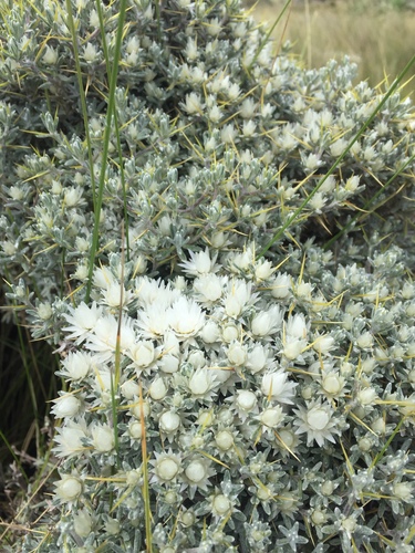 Helichrysum citrispinum image