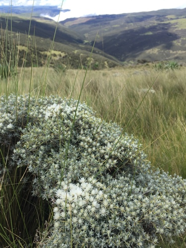 Helichrysum citrispinum image