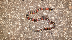 Lampropeltis abnorma