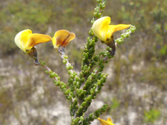 Aspalathus microphylla