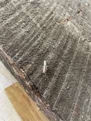 Ctenolepisma longicaudatum
