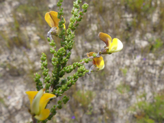 Aspalathus microphylla