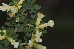 Chamaecytisus mollis image