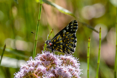 Catasticta teutila
