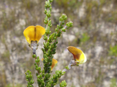 Aspalathus microphylla