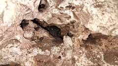 Craugastor yucatanensis