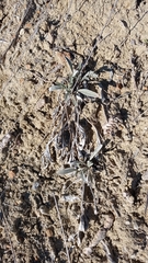 Convolvulus lineatus