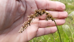 Carex paniculata