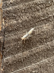 Ctenolepisma longicaudatum