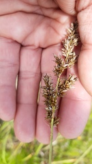 Carex paniculata