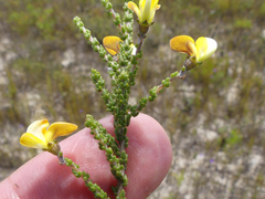 Aspalathus microphylla