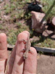 Liolaemus wiegmannii